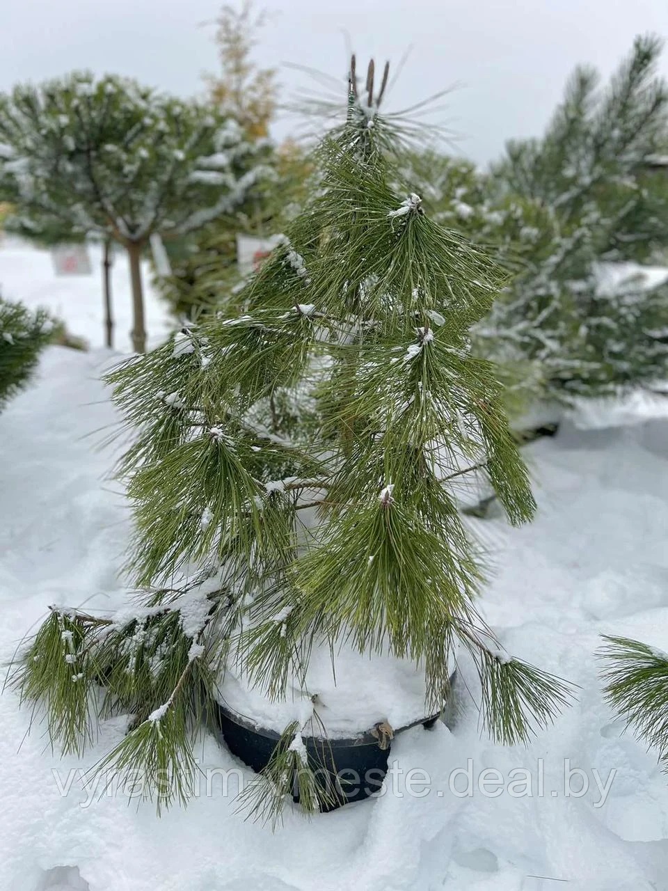 Сосна Жеффрея (Pinus jeffreyi ), С5, выс:60см