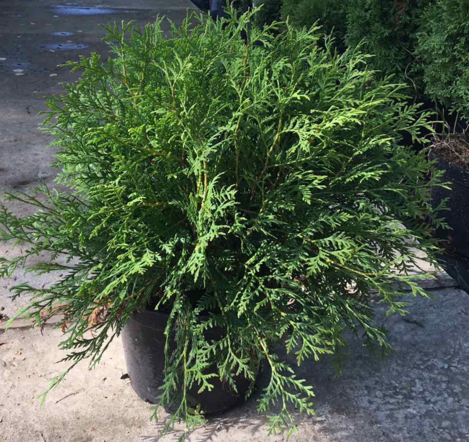 Туя западная Глобоса (Thuja occidentalis Globosa) 40-50 см