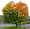 Клен Остролистный (Acer platanoides), С20 В.300-350