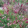 Кровохлебка (Sanguisorba), С2