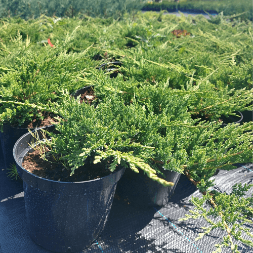 Можжевельник казацкий Тамарисцифолия. (Juniperus sabina &lsquo;Tamariscifolia&rsquo;),С3, диам:30-35см