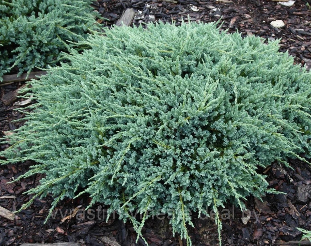 Можжевельник чешуйчатый Блю Карпет (Juniperus squamata 'Blue Carpet&rsquo;) С5 Д.65-70 см