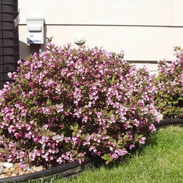 Вейгела цветущая 'Пинк Поппет' (Weigela florida Pink Poppet), С3, выс: 30-40 см