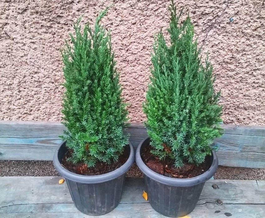 Можжевельник китайский Стрикта  (Juniperus  chinensis &lsquo;Stricta&rsquo;), С3, выс:30-40см