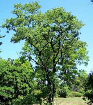 Робиния лжеакация 'Tortuosa' (Robinia pseudoacacia`Tortuosa`)  С20, выс: 250 см.