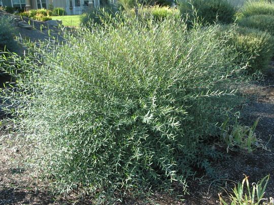 Ива пурпурная Нана (Salix purpurea Nana) С10, диам: 70-80см