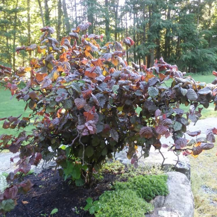 Лещина обыкновенная Рэд Маджестик (Corylus avellana Red Majestic) С10, выс. 140-160см