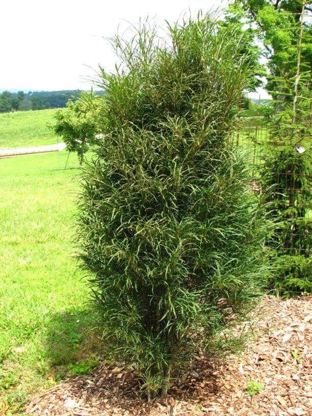 Крушина ломкая Файн Лайн (Frangula alnus 'Fine Line'), С5