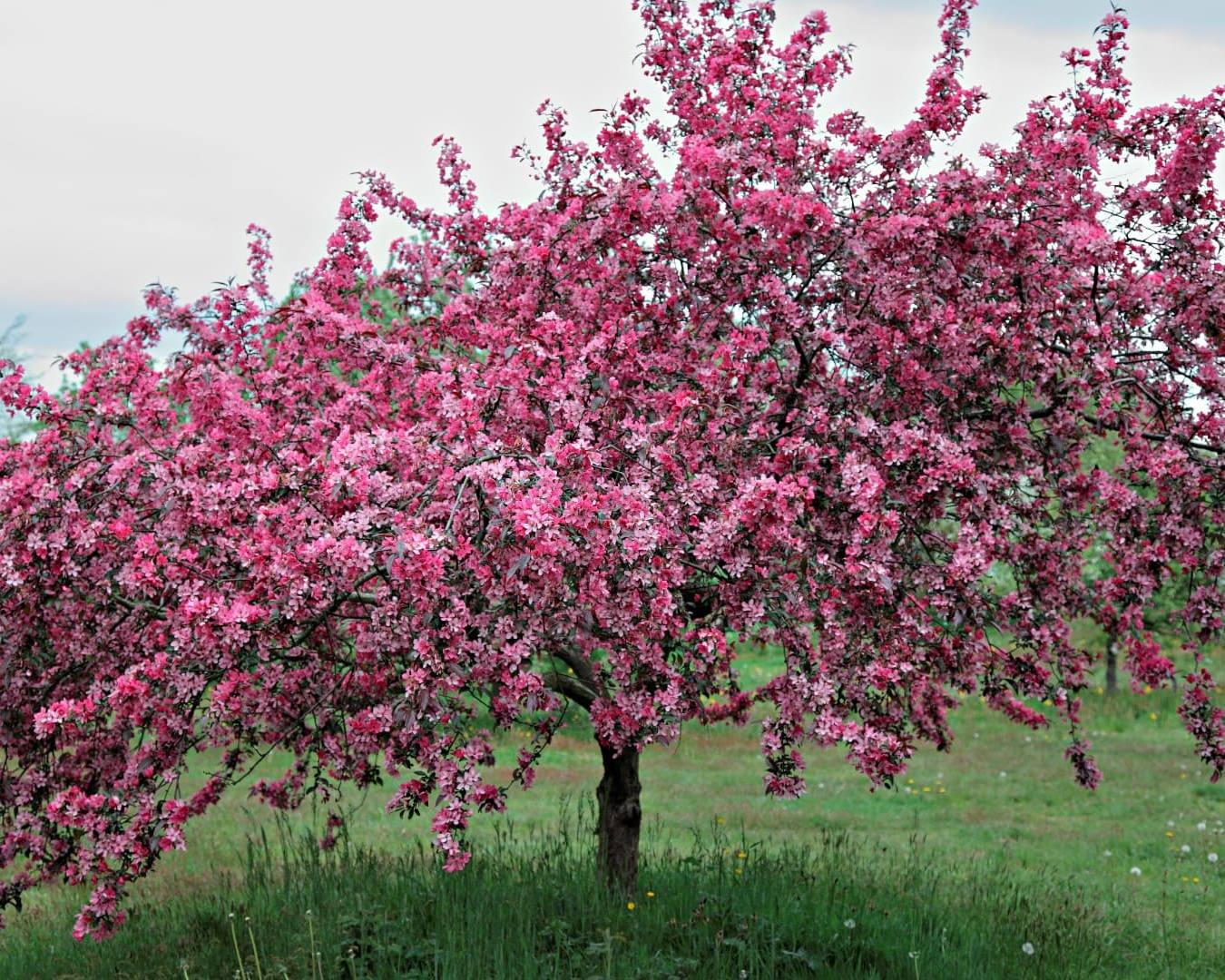 Яблоня декоративная Ола (Malus Ola), С10, РП