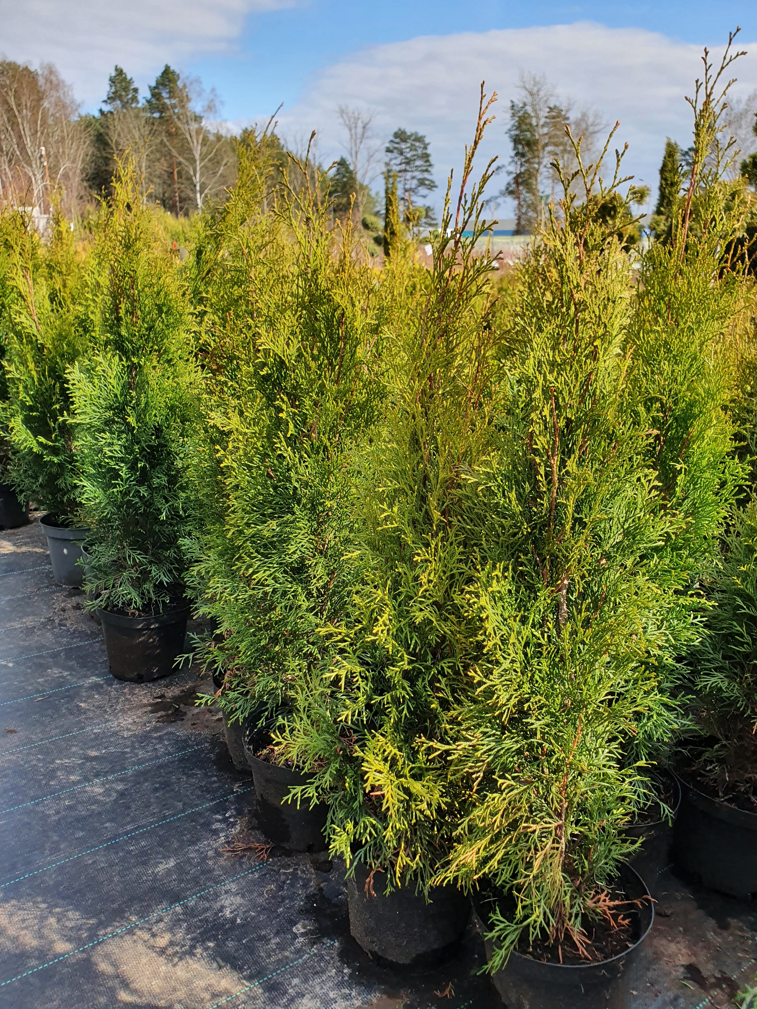 Туя  западная  Смарагд  (Thuja occidentalis  Smaragd) 80-100 см