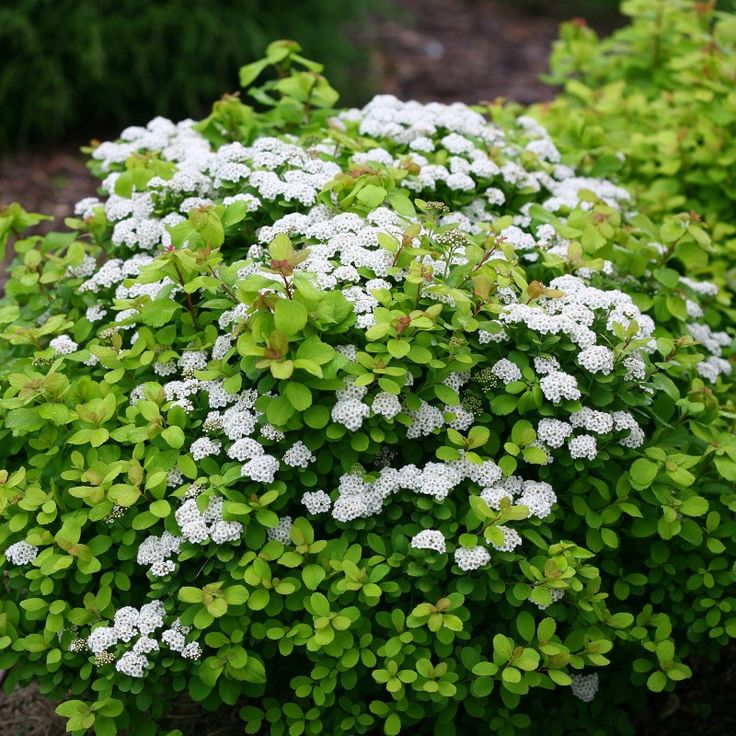 Спирея березолистная Тор Голд (Spiraea betulifolia Tor Gold) С3, 50-60 см