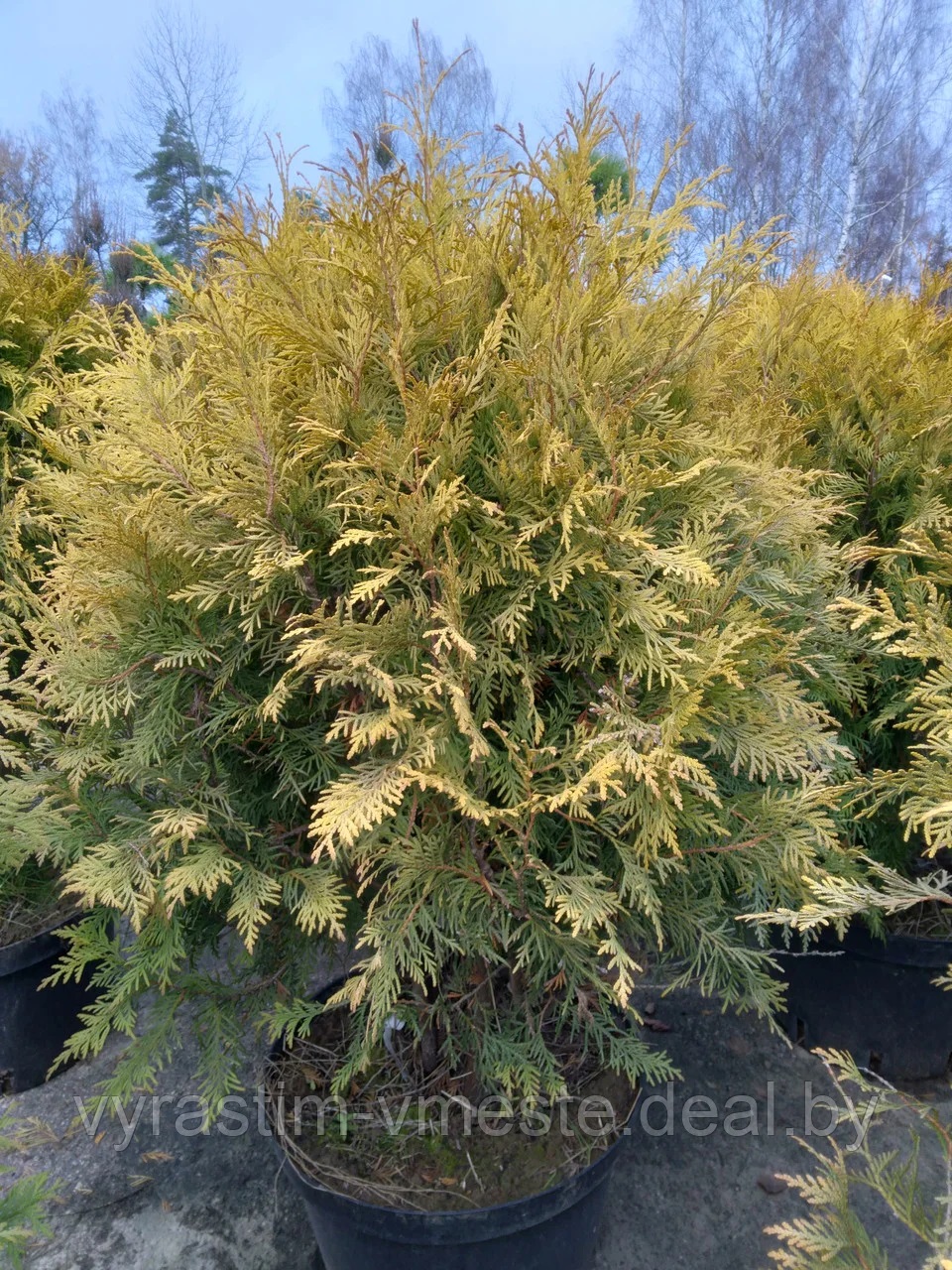 Туя западная Голден Глоб (Thuja occidentalis &lsquo;Golden Globe&rsquo;) выс.100-120см