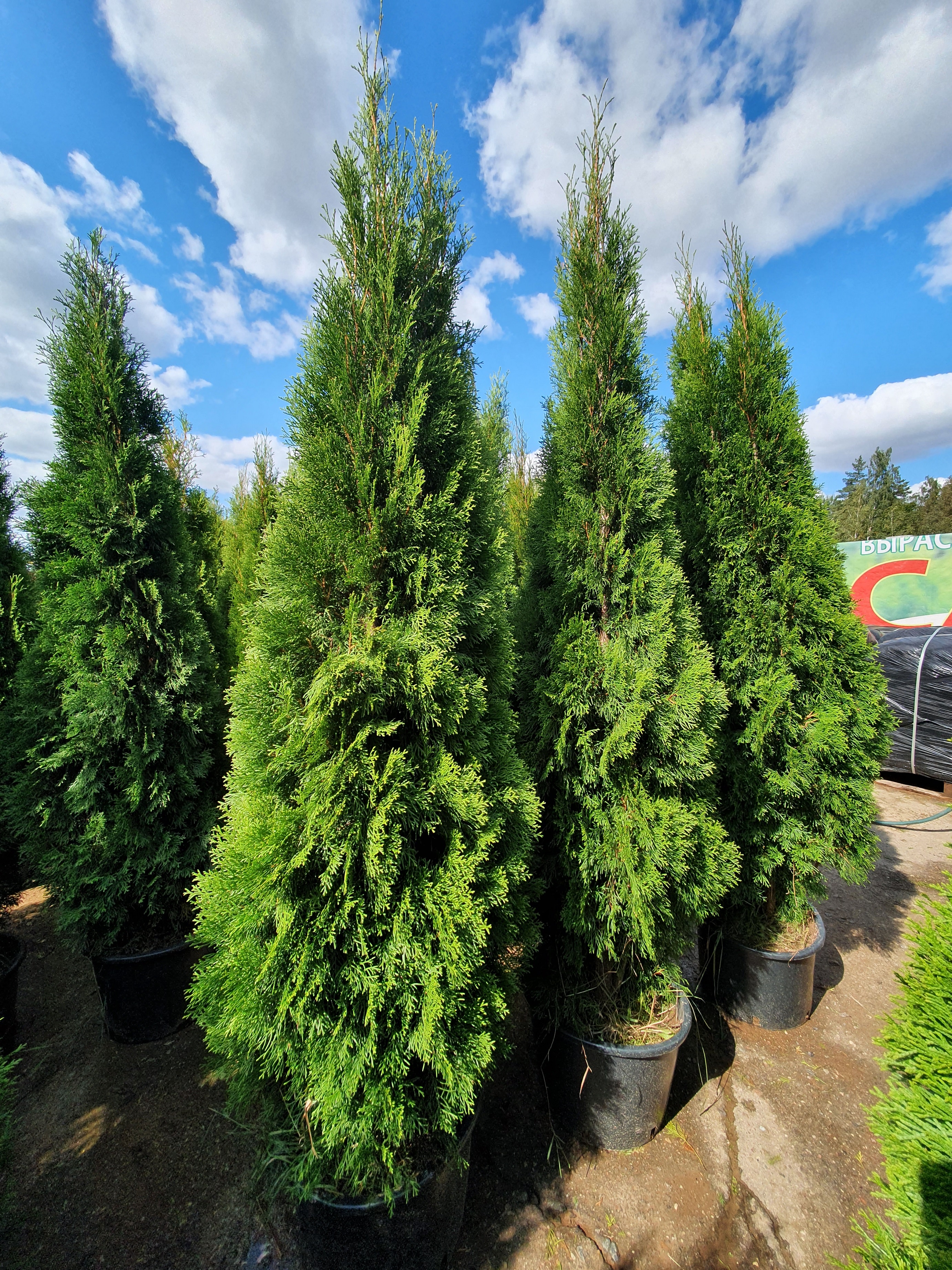 Туя западная Смарагд Thuja Occidentalis Smaragd 230-250
