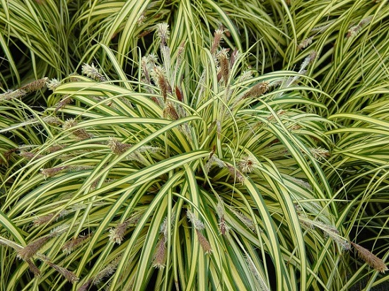 Осока береговая Вариегата (Carex riparia &lsquo;Variegata&rsquo;) С3