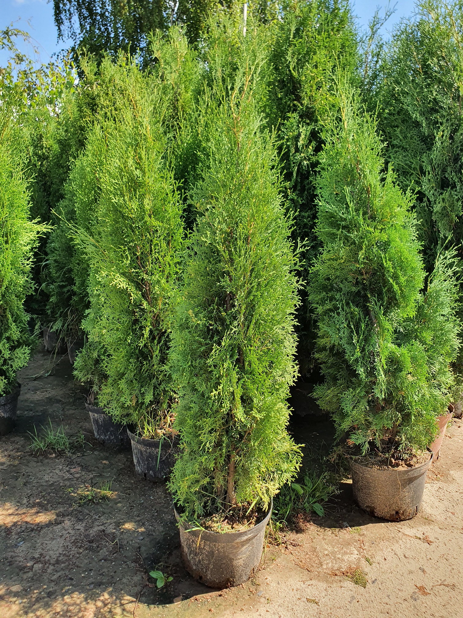Туя западная  Колумна   (Thuja occidentalis &lsquo;Columna&rsquo;) 160-180см