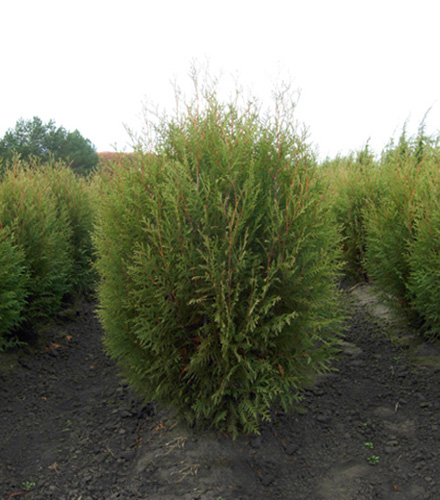 Туя западная Вагнери (Thuja occidentalis Wagneri), С20, выс.140-160 см