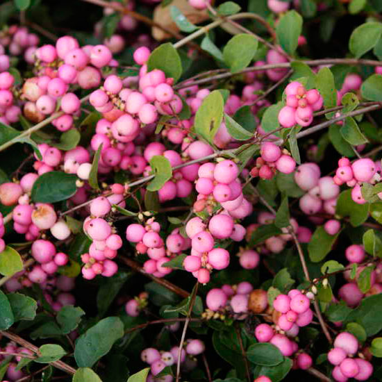 Снежноягодник Доренбоза Аметист (Symphoricarpos doorenbosii 'Amethyst') С3 В.50-60 см