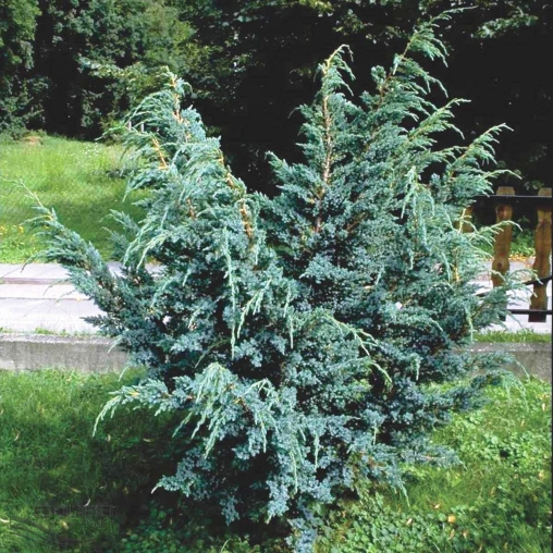 Можжевельник китайский  Блю Альпс (Juniperus chinensis  'Blue Alps&rsquo;) С3 В.20-50 см