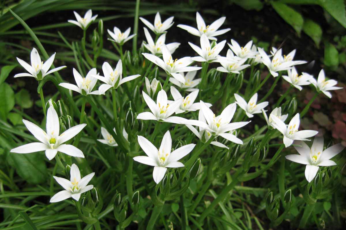 Птицемлечник (Ornithоgalum) Р9