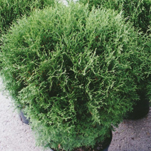 Туя западная Хосери / Хозери (Thuja occidentalis Hoseri) С5 выс.40-60см
