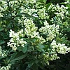Бирючина обыкновенная (Ligustrum&nbsp;vulgare)) С3 выс. 20-30см