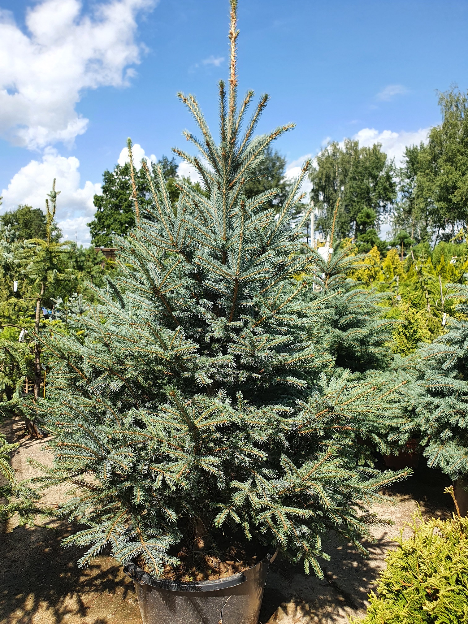 Ель колючая Мисти Блю (Picea pungens Misty Blue) 180см