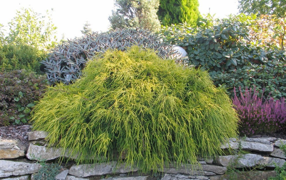 Кипарисовик горохоплодный Санголд (Chamaecyparis pisifera `Sungold`) С20